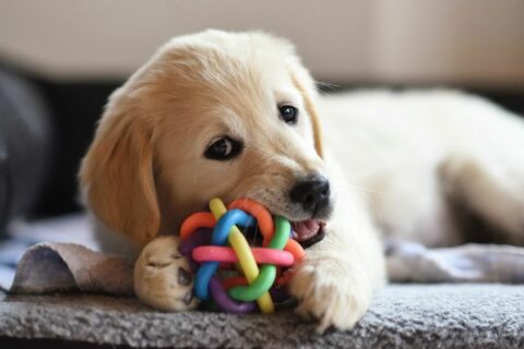 Best Dog Chew Toys