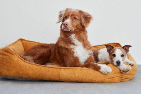 Best Dog Crate Beds