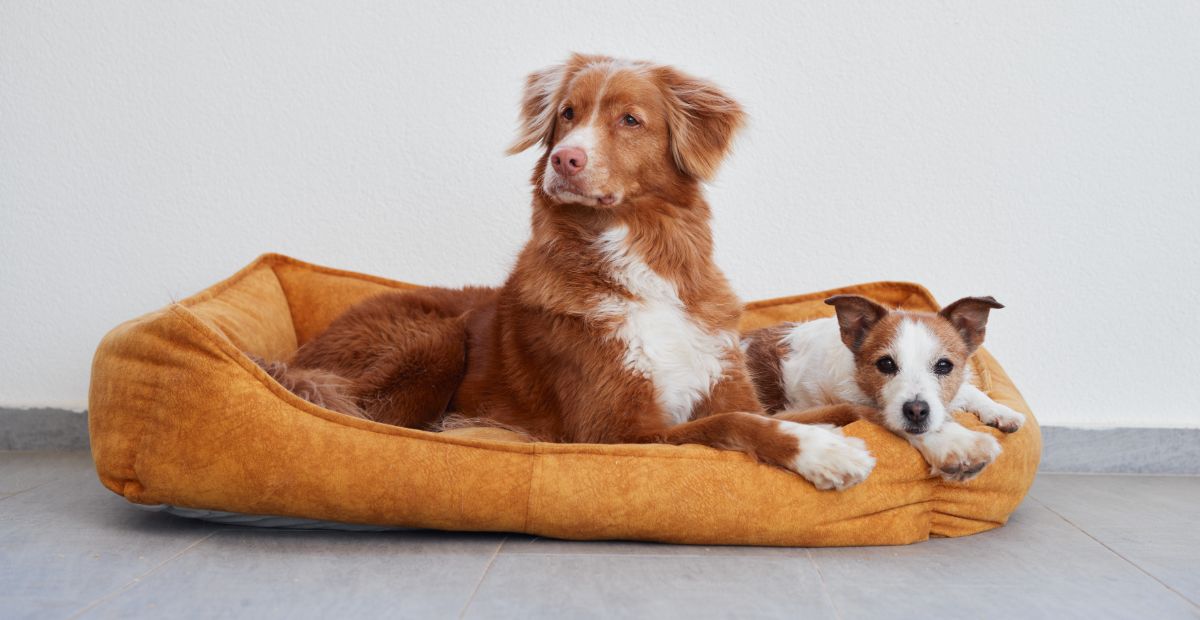 Best Dog Crate Beds