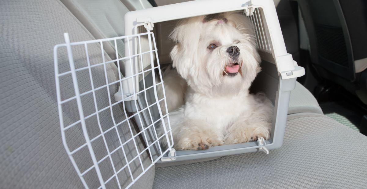 Best Dog Crates