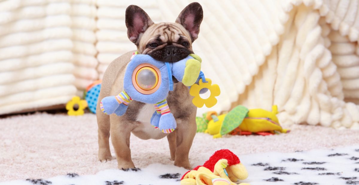 Best Dog Toys