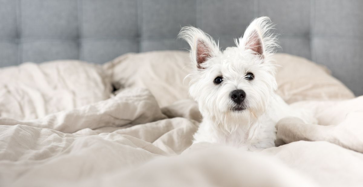 Best Human Dog Bed