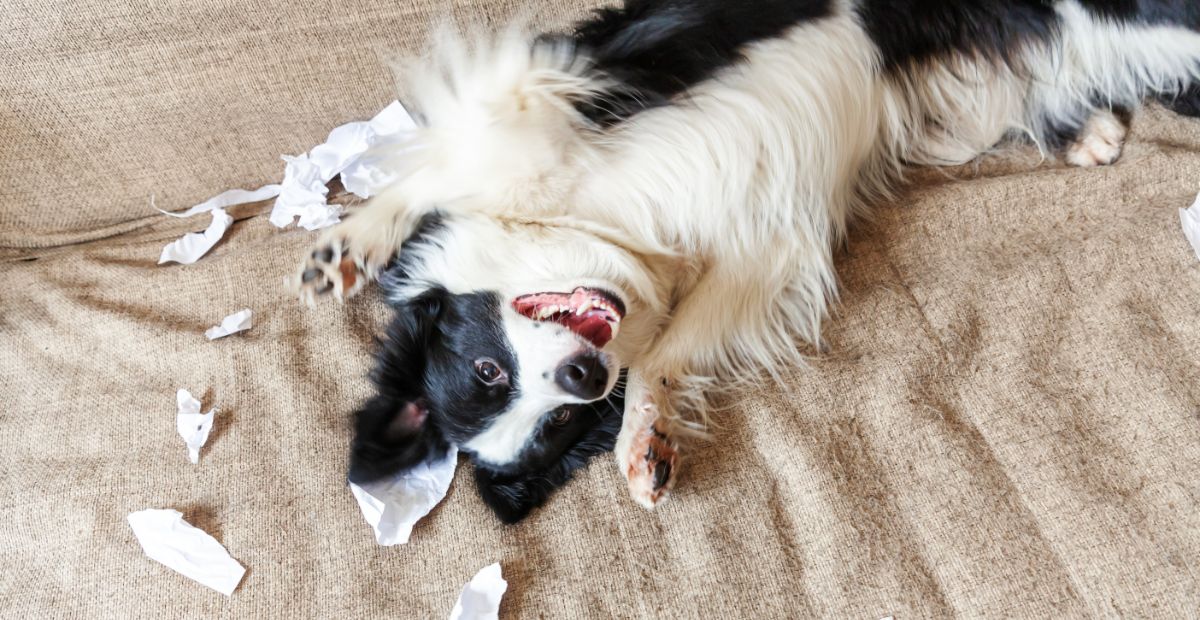 Best Indestructible Dog Bed