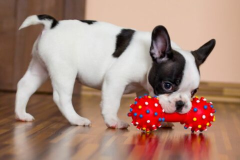 Best Indestructible Dog Toys