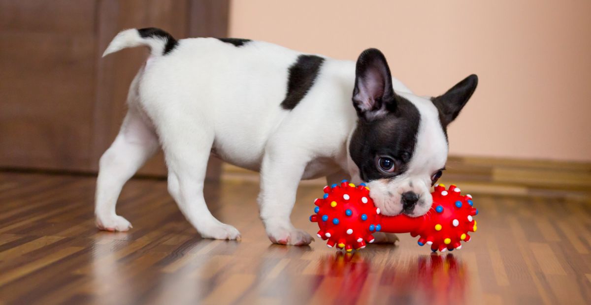 Best Indestructible Dog Toys