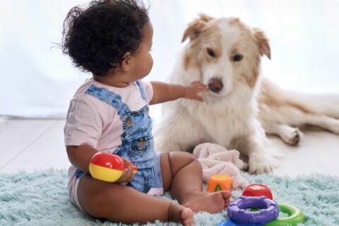 Best Interactive Dog Toys