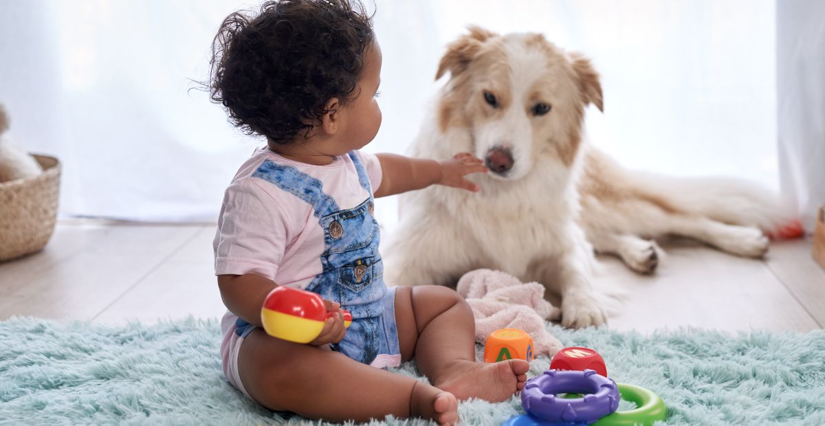 Best Interactive Dog Toys