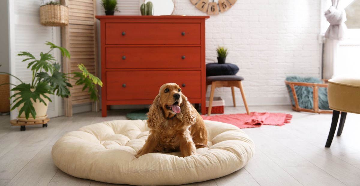 Best Personalised Dog Bed