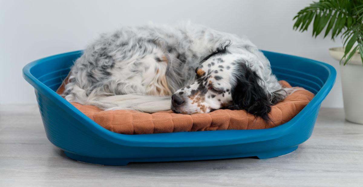 Best Plastic Dog Bed