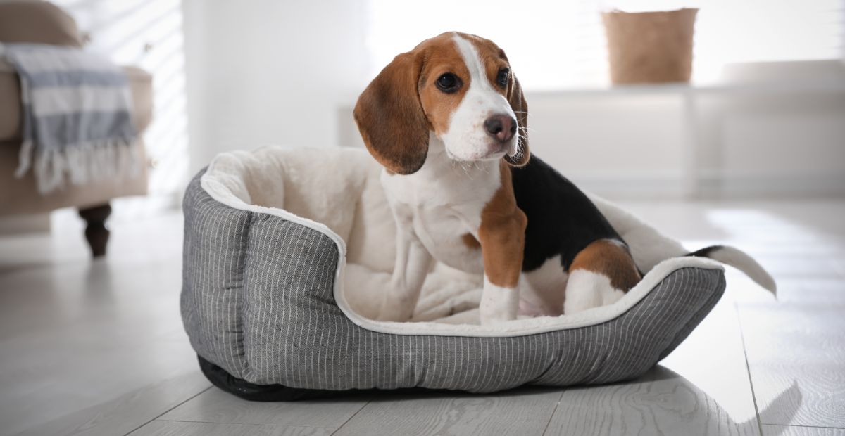 Best Waterproof Dog Bed