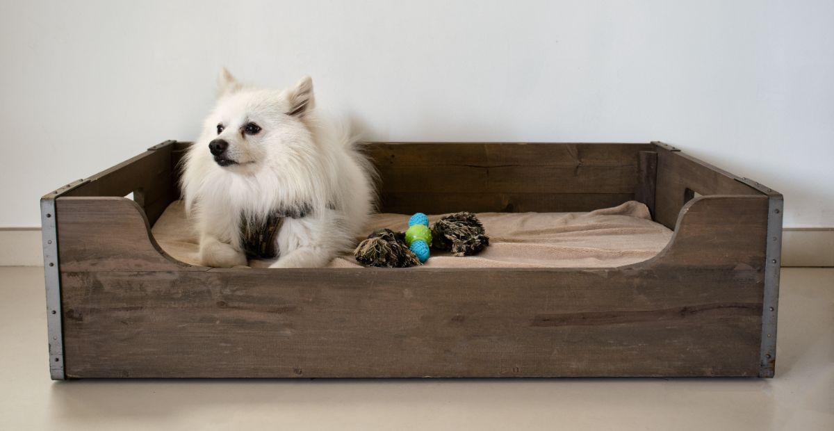 Best Wooden Dog Bed